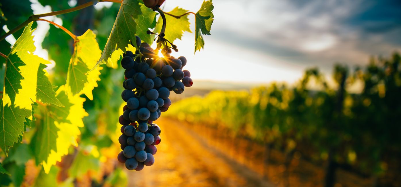 Vinhedos e Piquenique: Nova Pádua e Flores da Cunha