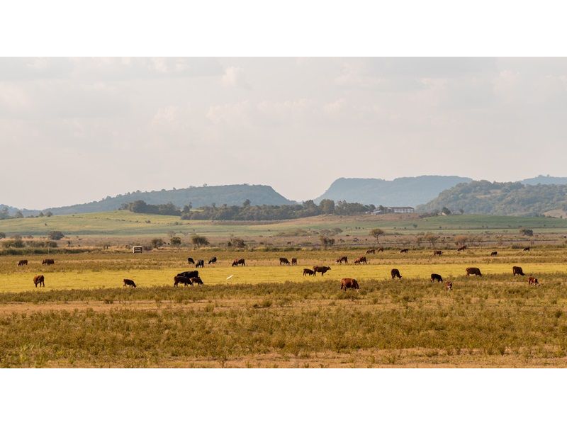 Campanha Gaúcha e Trem do Pampa - Bagé, Dom Pedrito, Sant`Ana do Livramento e Rivera - 12x Sem juros - imagem 6