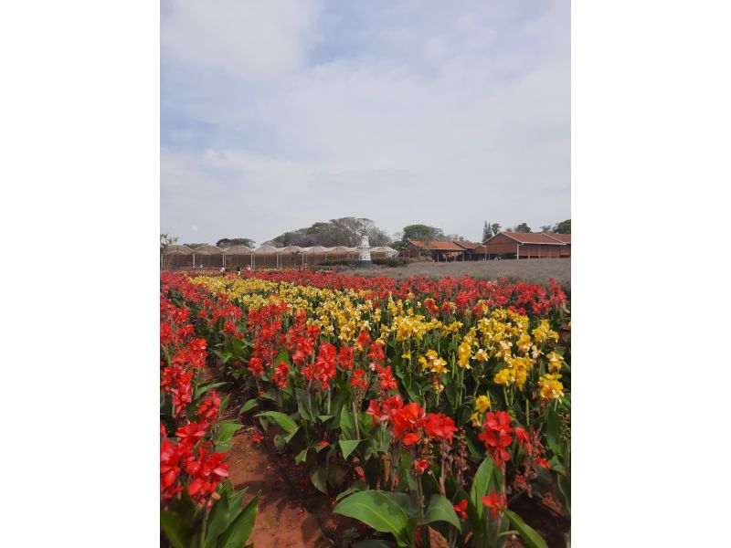 Expoflora, Holambra e Campos do Jordão/SP - 12x Sem juros - imagem 22