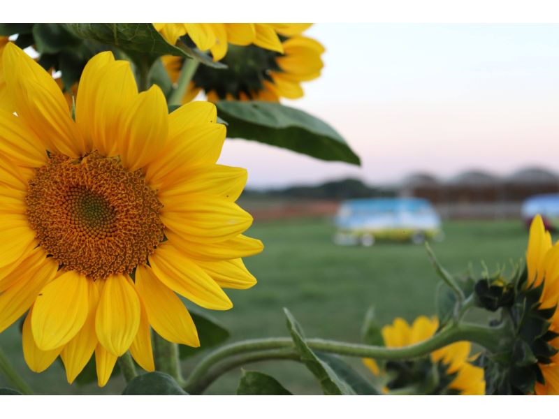 Expoflora, Holambra e Campos do Jordão/SP - 12x Sem juros - imagem 4