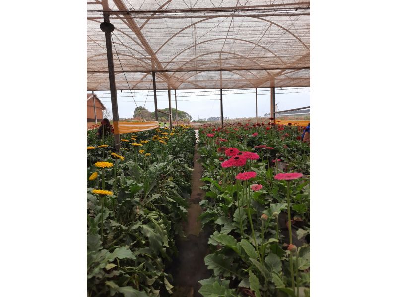 Expoflora, Holambra e Campos do Jordão/SP - 12x Sem juros - imagem 15