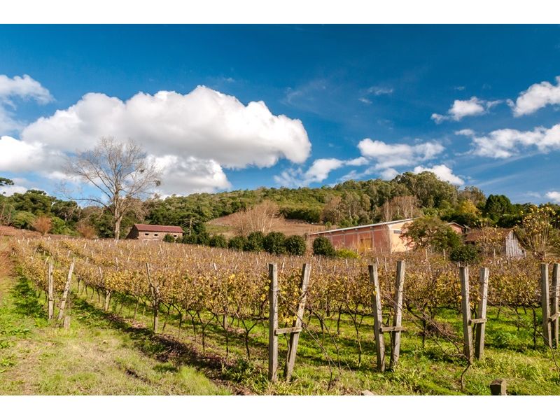 Vale dos Vinhedos e Caminhos de Pedra - Bento Gonçalves/RS - 12x Sem juros - imagem 14