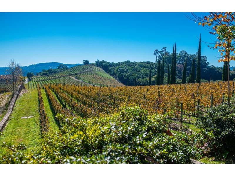 Caminhos do Vinho e Cultura Italiana - Garibaldi e Bento Gonçalves/RS - 12x Sem juros - imagem 2