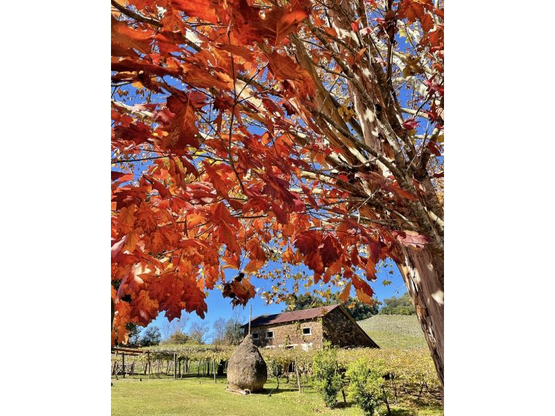 Caminhos do Vinho e Cultura Italiana - Garibaldi e Bento Gonçalves/RS - 12x Sem juros - imagem 15