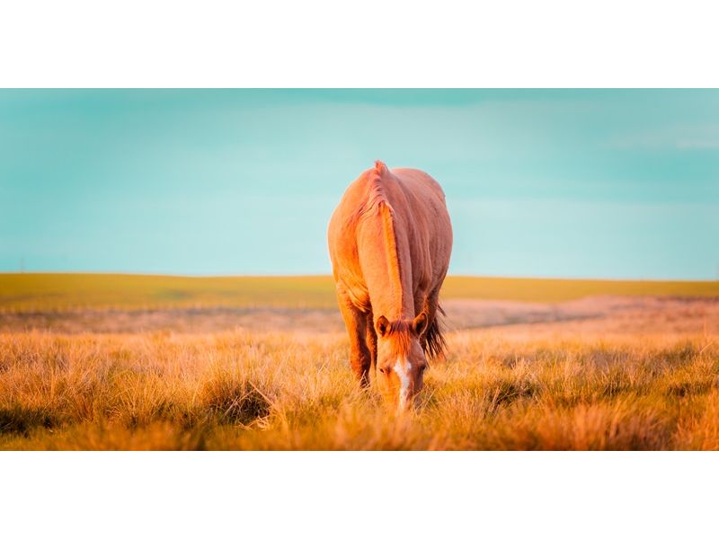 Campanha Gaúcha e Trem do Pampa: Bagé, Dom Pedrito, Sant`Ana do Livramento e Rivera - imagem 23