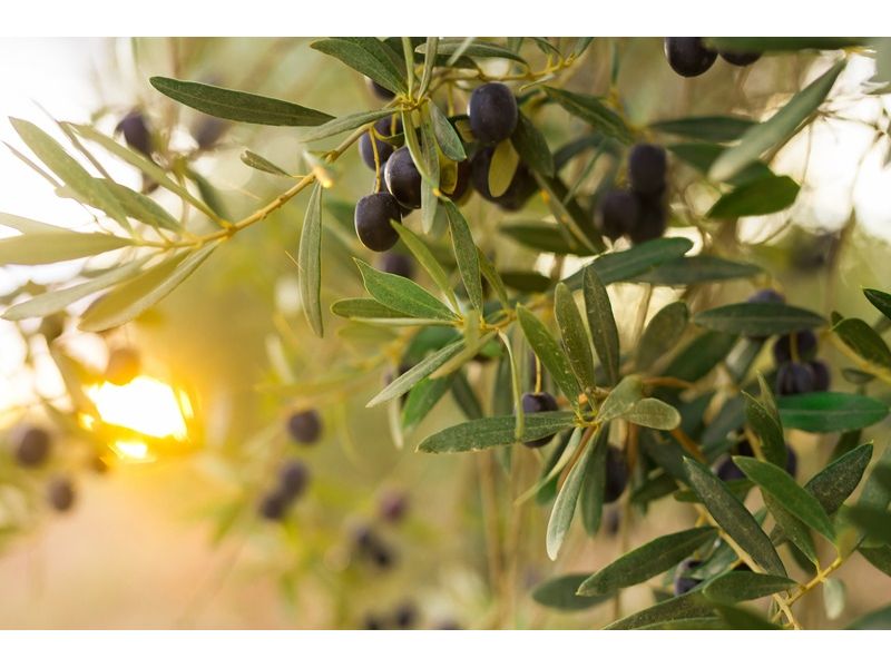Campanha Gaúcha e Trem do Pampa: Bagé, Dom Pedrito, Sant`Ana do Livramento e Rivera - imagem 8
