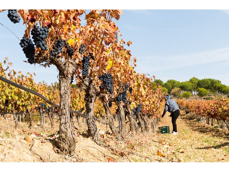 Campanha Gaúcha e Trem do Pampa: Bagé, Dom Pedrito, Sant`Ana do Livramento e Rivera - imagem 3