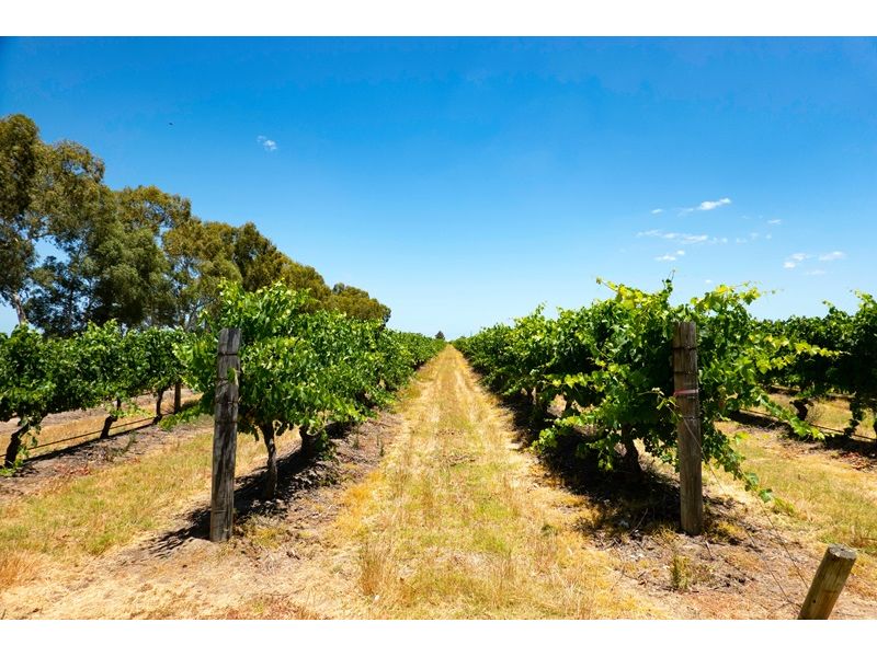 Campanha Gaúcha e Trem do Pampa: Bagé, Dom Pedrito, Sant`Ana do Livramento e Rivera - imagem 19