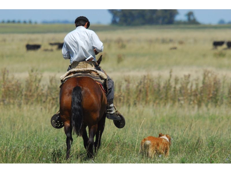 Campanha Gaúcha e Trem do Pampa: Bagé, Sant`Ana do Livramento e Rivera - imagem 18