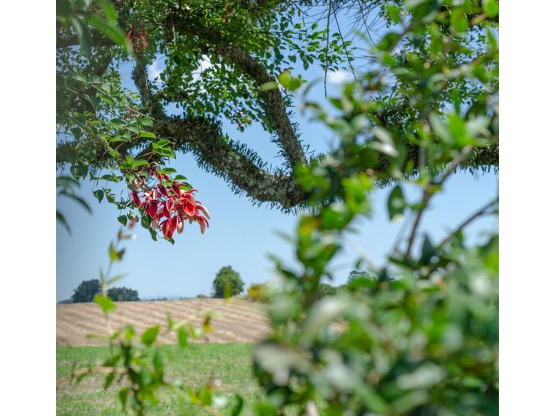 Campanha Gaúcha e Trem do Pampa: Bagé, Sant`Ana do Livramento e Rivera - imagem 21
