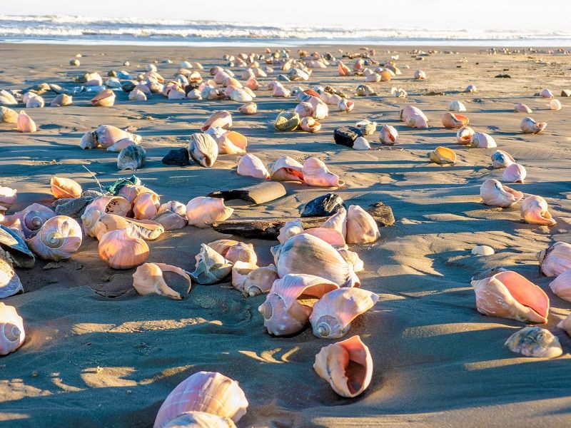 Costa Doce: Rio Grande, Pelotas e São José do Norte - imagem 15