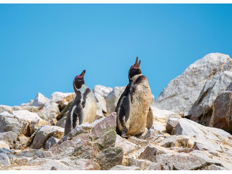 Encantos do Peru: Lima, Cusco, Huacachina e Machu Picchu - imagem 21