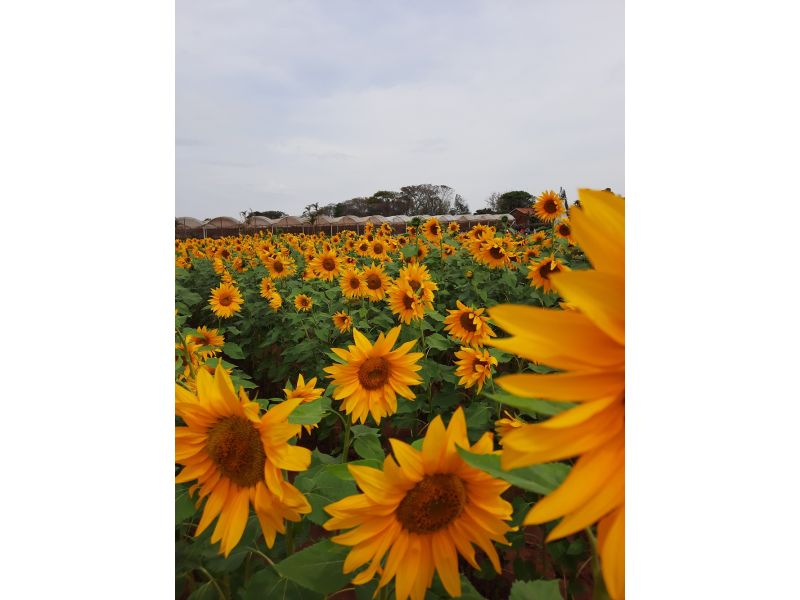 Holambra e Campos do Jordão - imagem 7