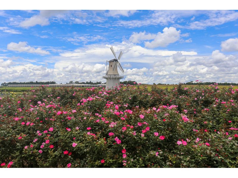 Holambra e Campos do Jordão - imagem 3
