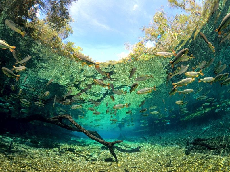 Circuito Pantaneiro: Bonito e Pantanal - imagem 8