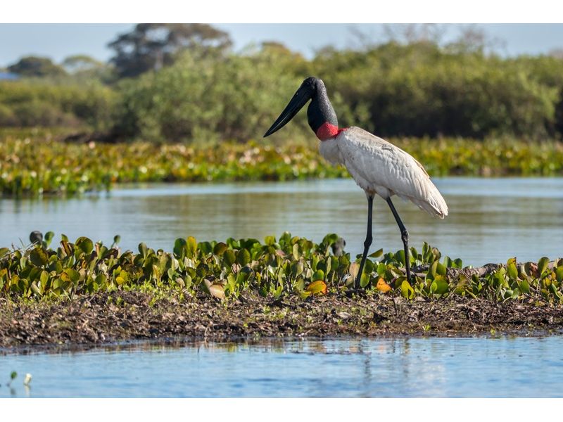 Circuito Pantaneiro: Bonito e Pantanal - imagem 4