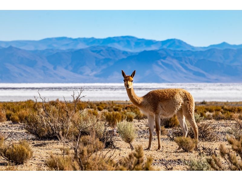 Deserto do Atacama: Onde o Silêncio Brilha - imagem 9