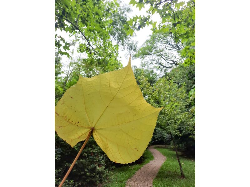 Aqueduto de Candelária e Parque Witeck: Candelária e Novo Gabrais - imagem 17