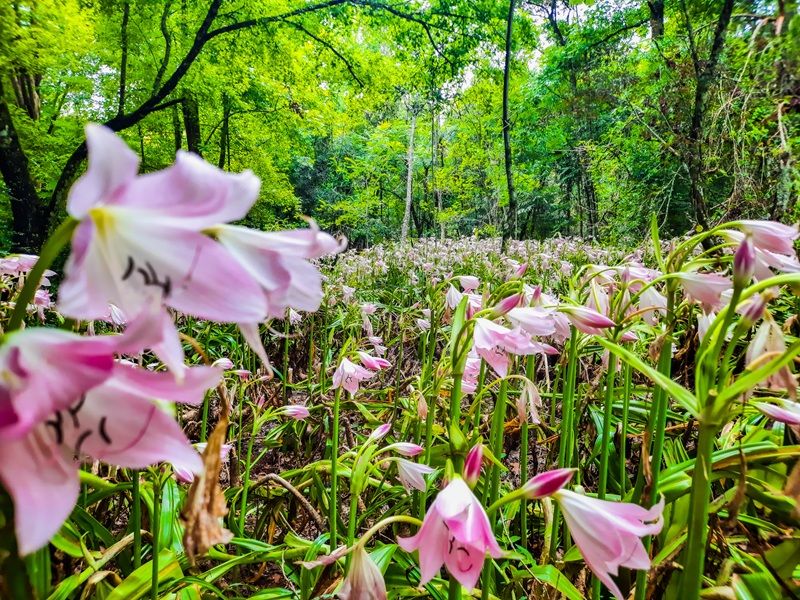 Aqueduto de Candelária e Parque Witeck: Candelária e Novo Gabrais - imagem 4