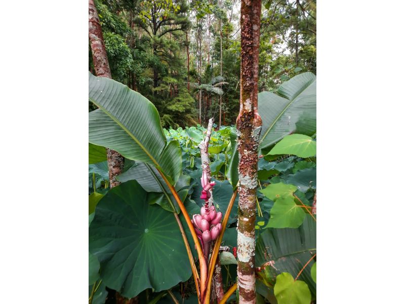 Aqueduto de Candelária e Parque Witeck: Candelária e Novo Gabrais - imagem 22