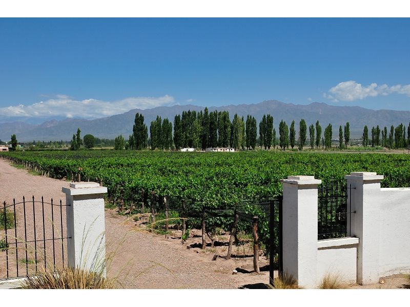 Mendoza Premium: Vinhos, Neve e Cordilheira dos Andes - imagem 16