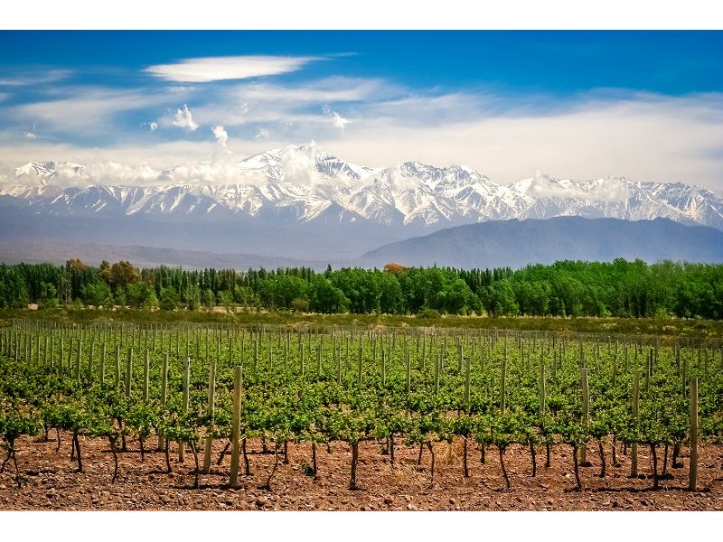Mendoza Premium: Vinhos, Neve e Cordilheira dos Andes - imagem 11
