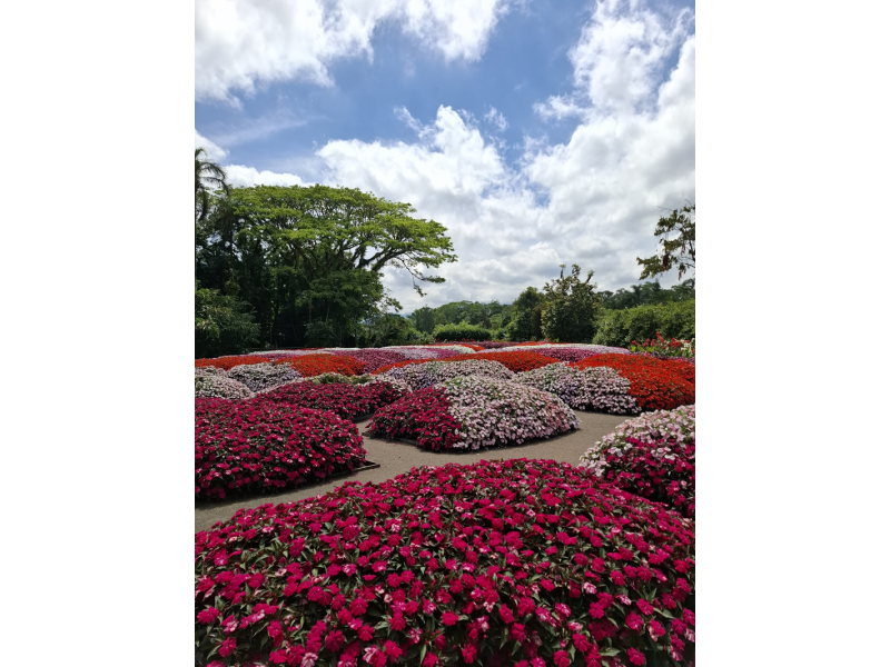 Festa das Flores de Joinville, Barco Príncipe e Trem Serra do Mar Catarinense - imagem 23