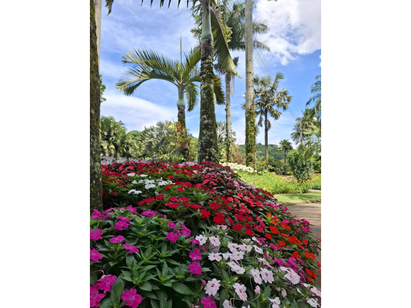 Festa das Flores de Joinville, Barco Príncipe e Trem Serra do Mar Catarinense - imagem 12