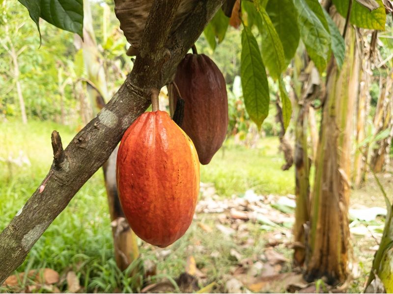Encantos da Costa do Cacau: Ilhéus e Itacaré - imagem 3