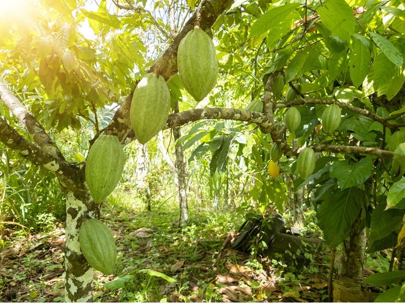 Encantos da Costa do Cacau: Ilhéus e Itacaré - imagem 16