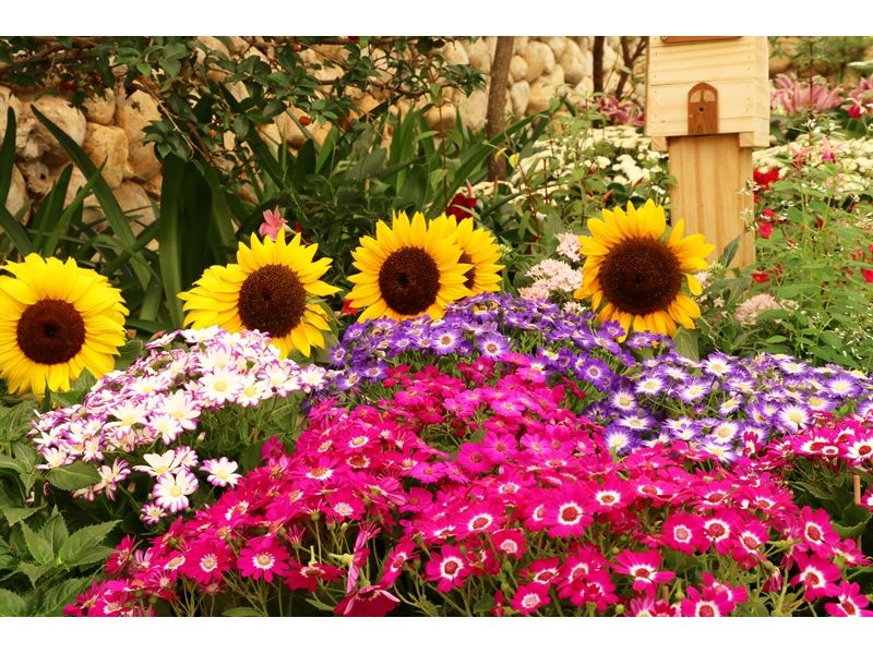 Expoflora, Holambra e Campos do Jordão - imagem 2