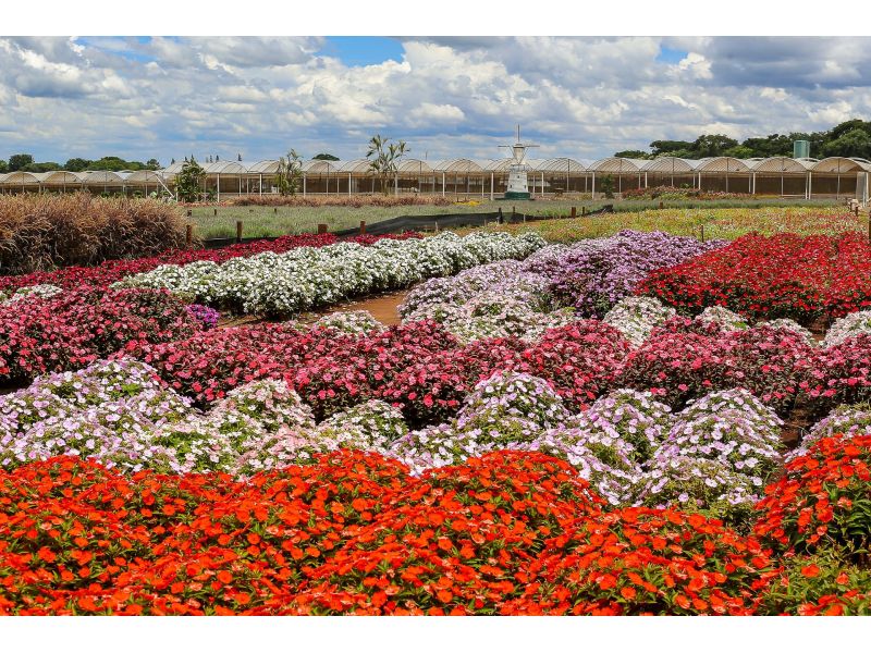 Expoflora, Holambra e Campos do Jordão - imagem 4