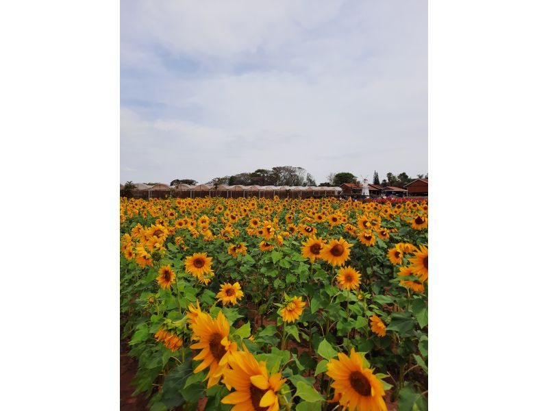 Expoflora, Holambra e Campos do Jordão - imagem 13