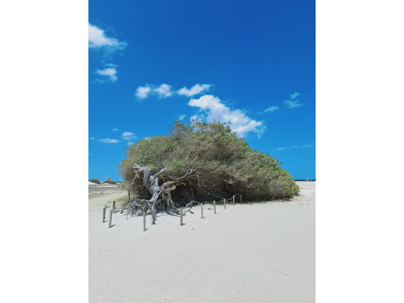 Fortaleza e Jericoacoara - imagem 3