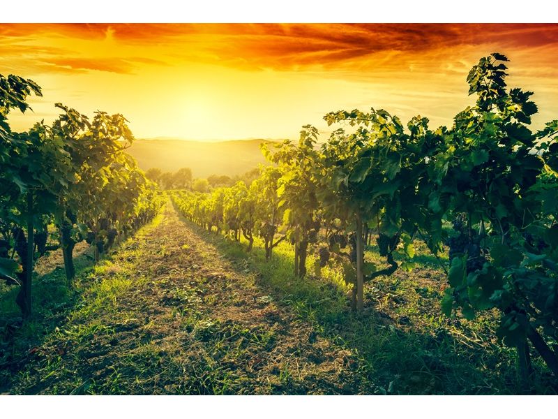 Vinhedos e Piquenique: Nova Pádua e Flores da Cunha - imagem 7