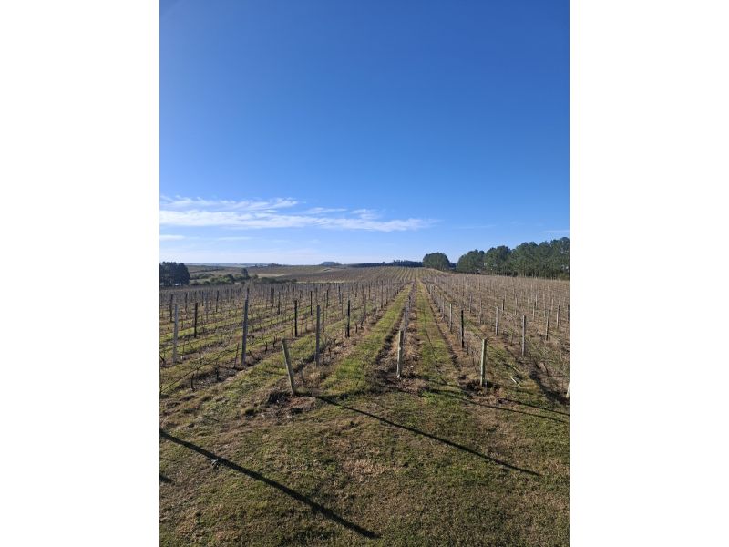 Campanha Gaúcha, Trem do Pampa e Rivera - imagem 7
