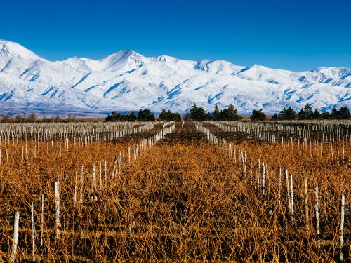 Mendoza Premium: Vinhos e Cordilheira dos Andes